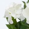 Hortensie im Topf