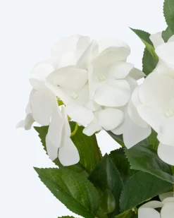 Hortensie im Topf