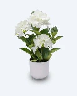 Hortensie im Topf