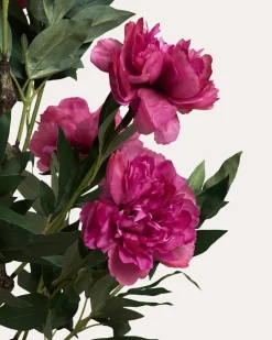 Peonie im Topf