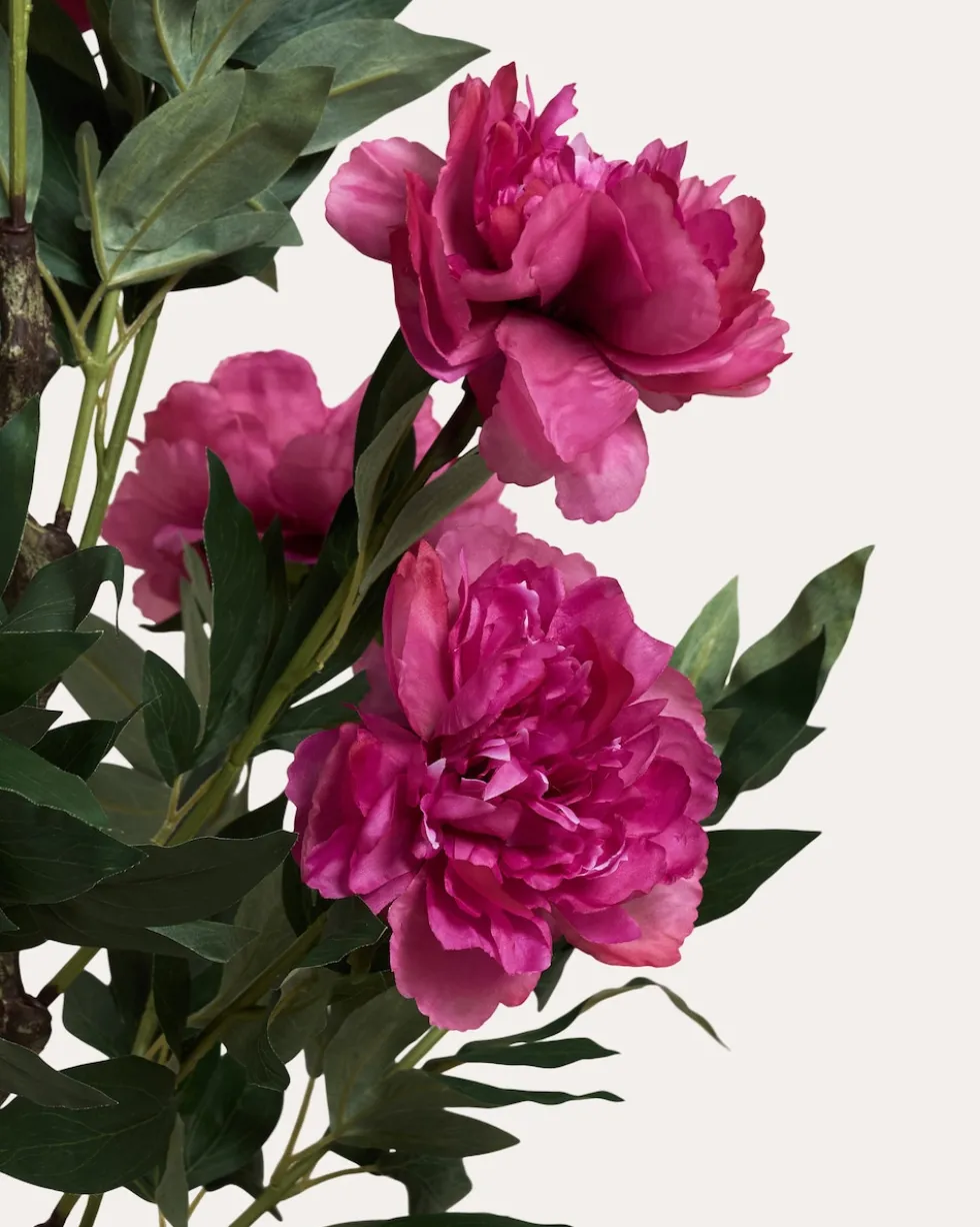 Peonie im Topf