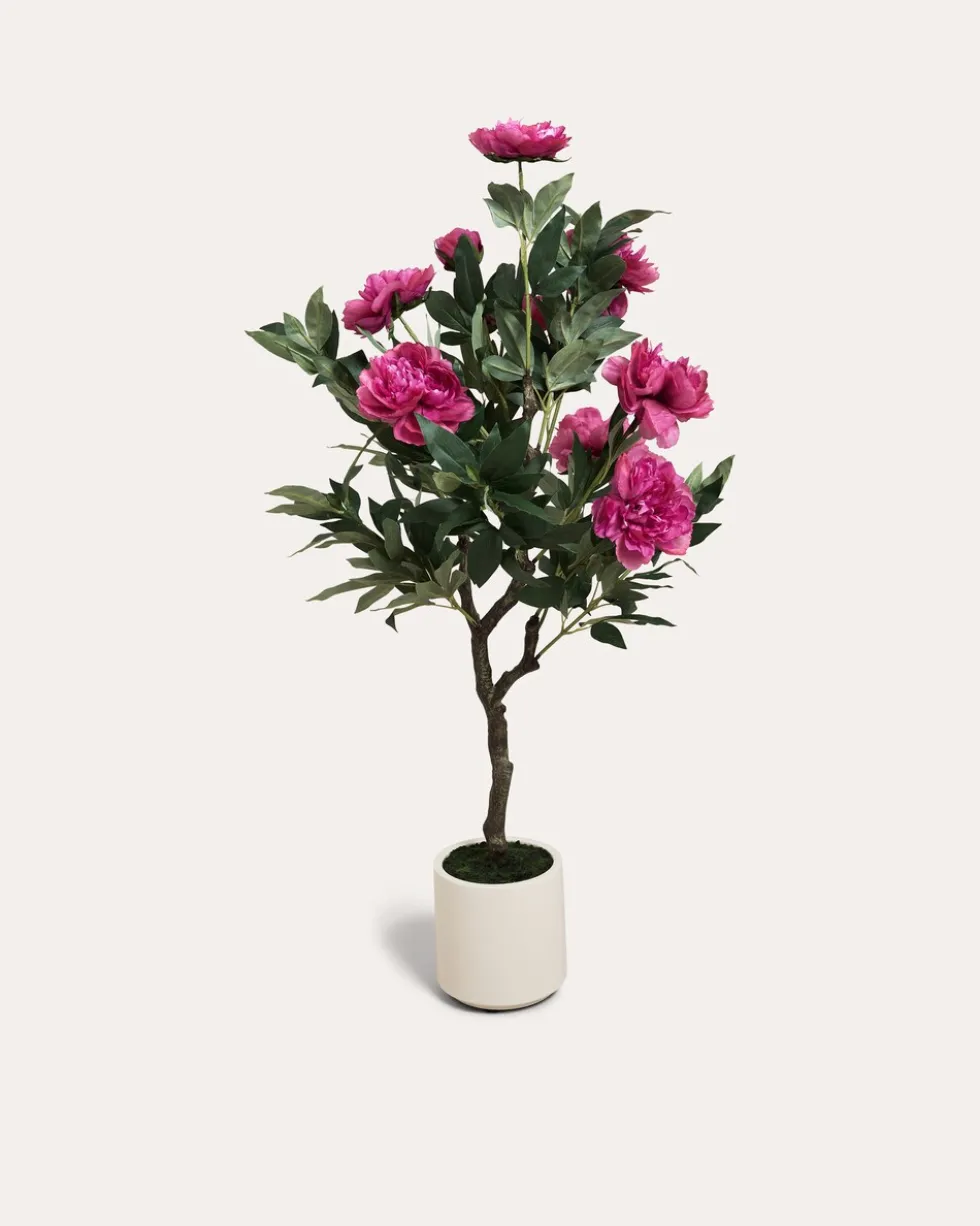 Peonie im Topf