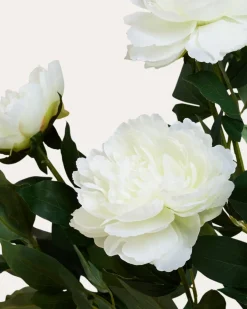 Peonie im Topf