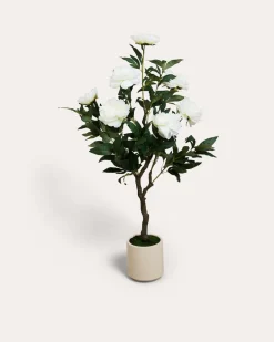 Peonie im Topf
