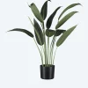 Wassercanna im Topf