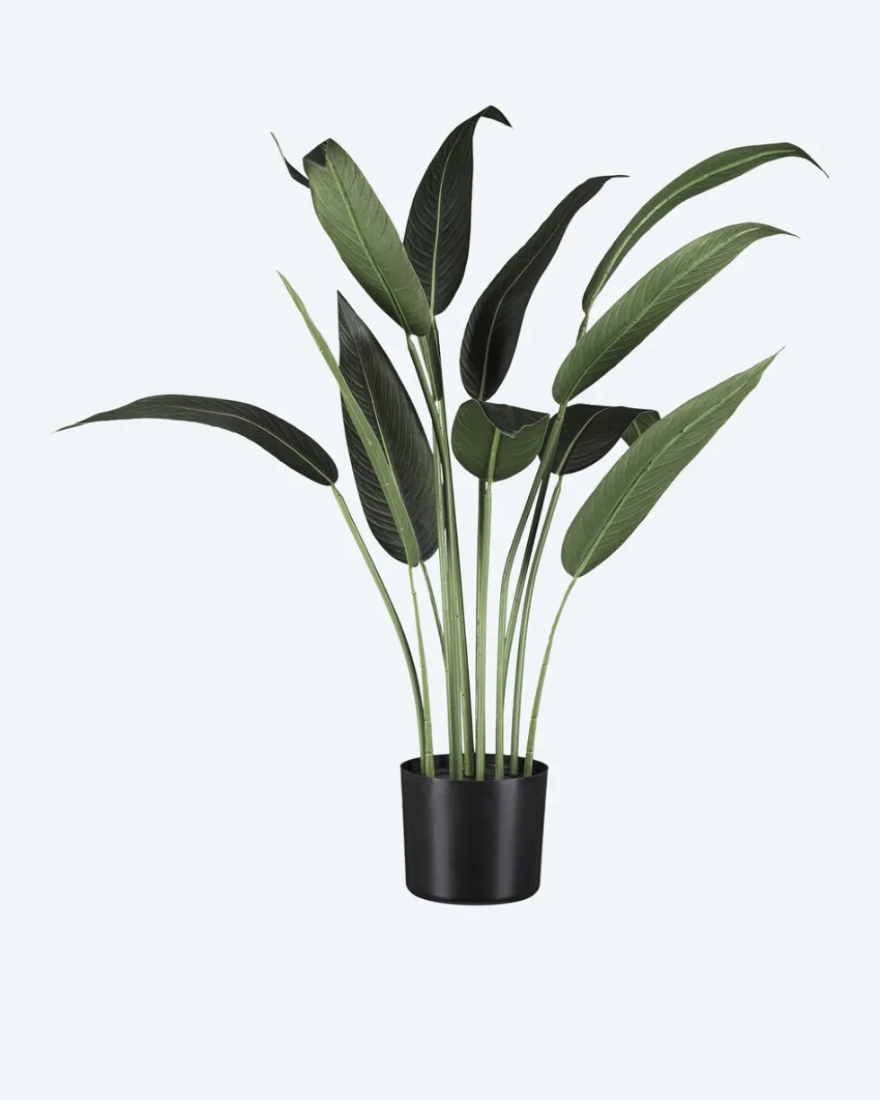Wassercanna im Topf